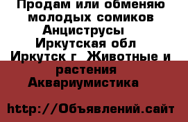 Продам или обменяю молодых сомиков Анциструсы. - Иркутская обл., Иркутск г. Животные и растения » Аквариумистика   